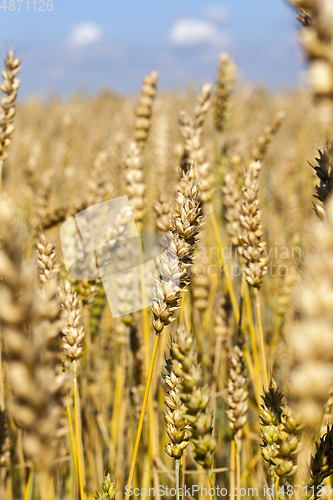 Image of Grain field