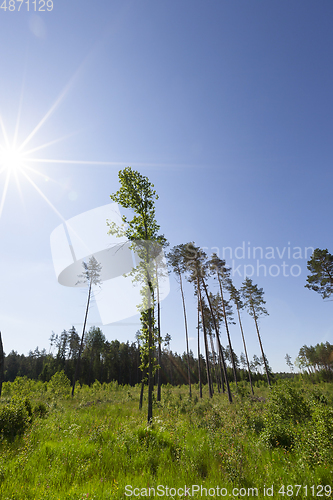 Image of trees in the forest