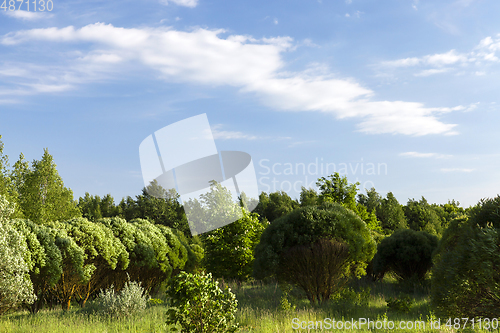 Image of summer landscape