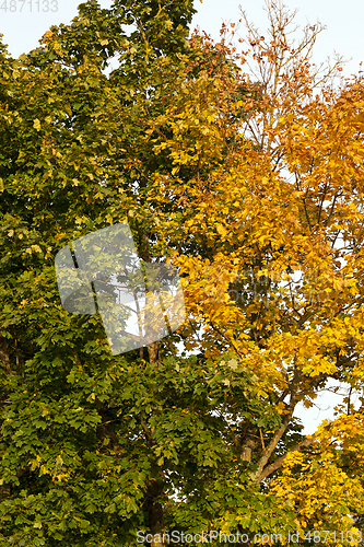 Image of contrast two trees