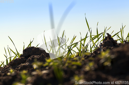 Image of young wheat