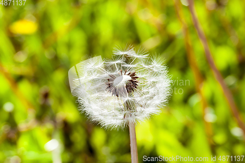 Image of Dandelion Flower