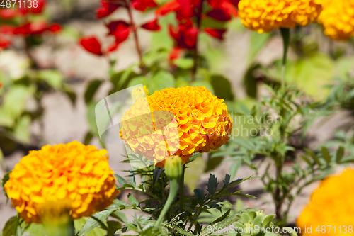 Image of Orange flowers