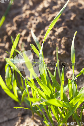 Image of Green plants