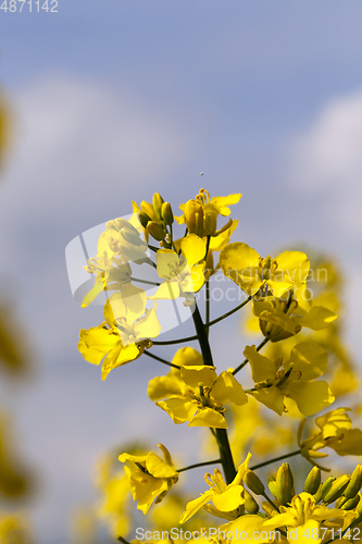 Image of inflorescence of one rape