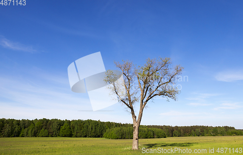Image of landscape with a tree
