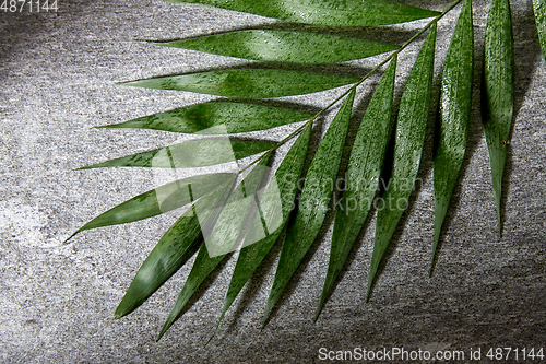 Image of green moist palm tree leaf