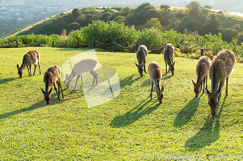 Image of Family of deer