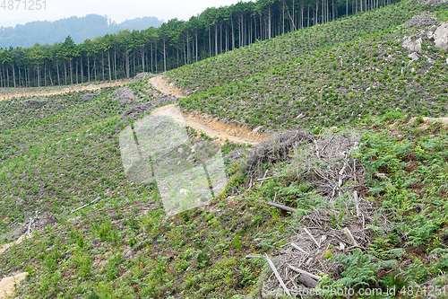 Image of Green forest and meadow