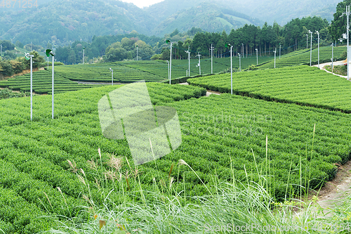 Image of Tea plantation Cameron in Japan