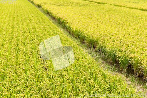 Image of Rice field