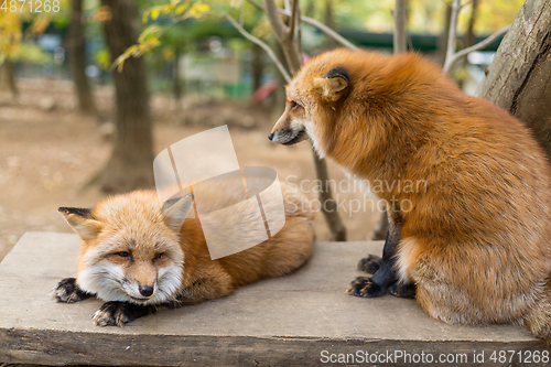 Image of Cute red fox play together