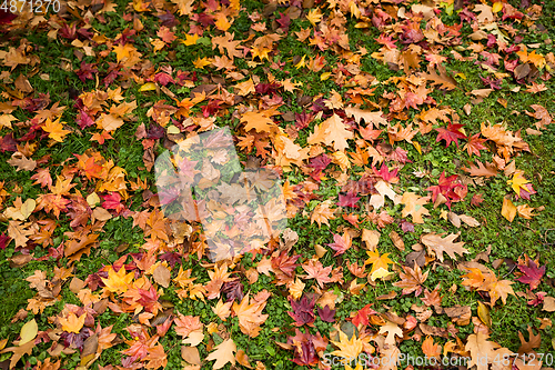 Image of Autumn leaves