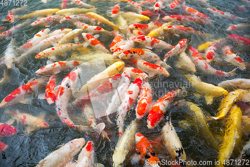 Image of Japanese Koi Carps Fish swimming