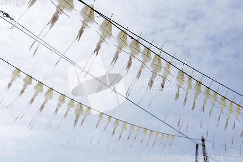 Image of Drying squid under sun light