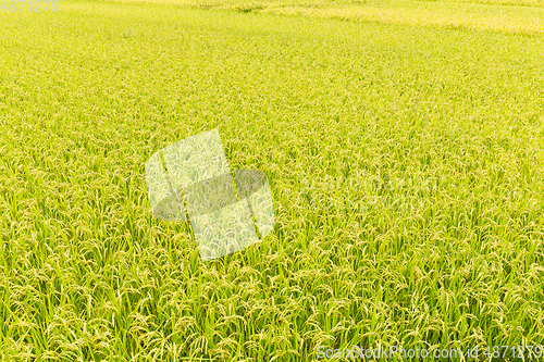 Image of Paddy rice field