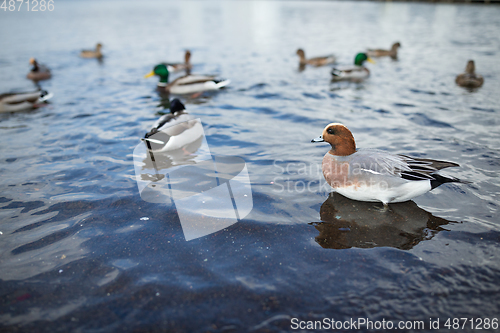 Image of Group of duck on the lake