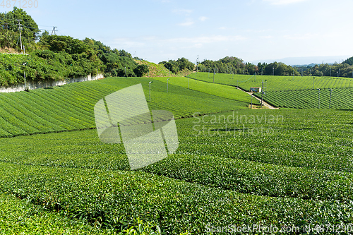 Image of Green Tea field