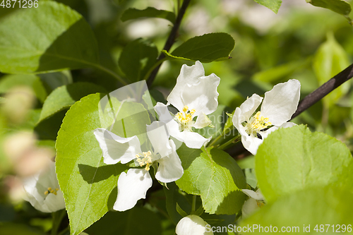 Image of spring blossom