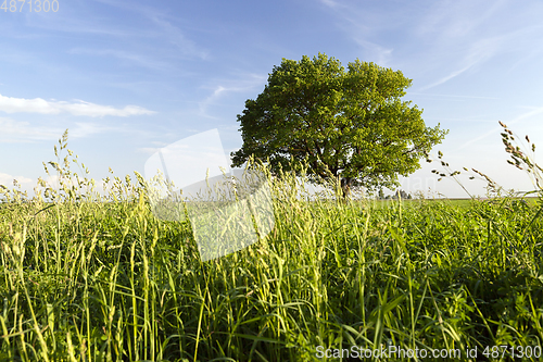 Image of Summer oak tre