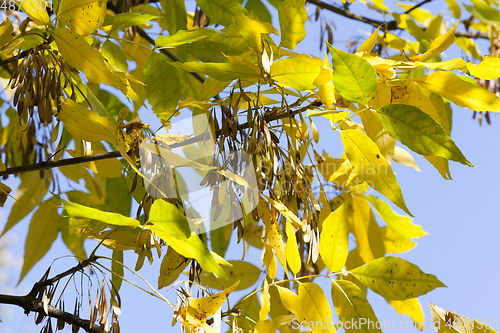 Image of yellowed ash foliage