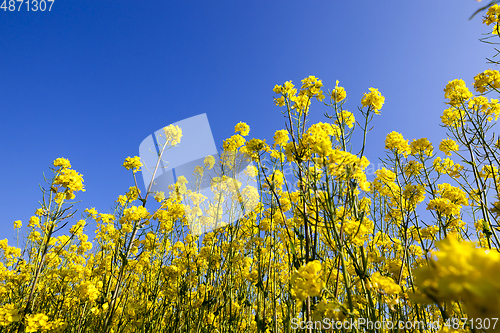 Image of Yellow flowering rape field