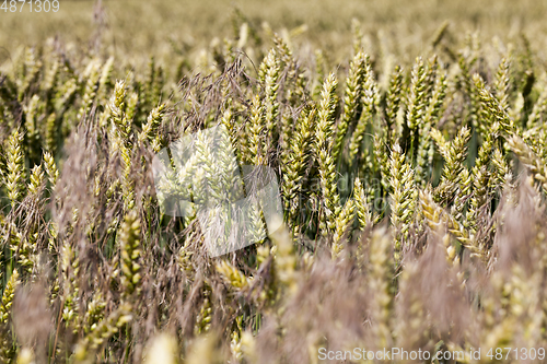 Image of agricultural field