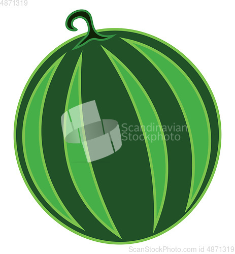 Image of A round watermelon vector or color illustration