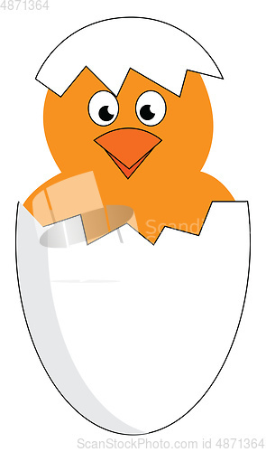 Image of A newly hatched yellow chick vector or color illustration