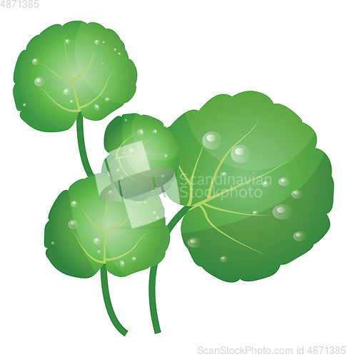 Image of Green water cress leafs vector illustration of vegetables on whi