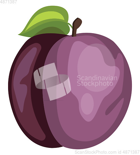 Image of Vector illustration of a purple plum fruit with a green leaf  on