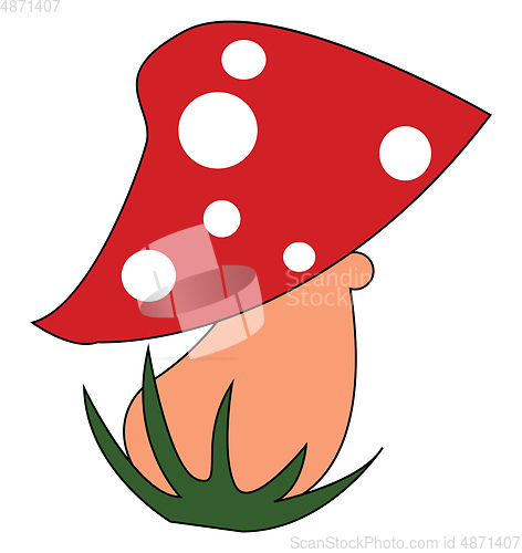 Image of A red mushroom vector or color illustration