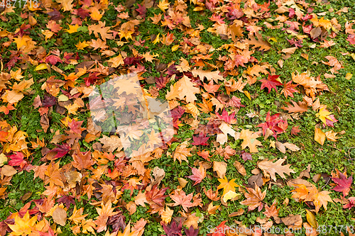 Image of Maple leave