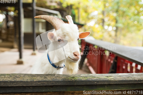 Image of White Sheep relaxing and feeding in farm