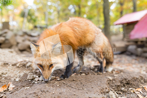 Image of Lovely fox