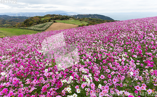 Image of Cosmos flower