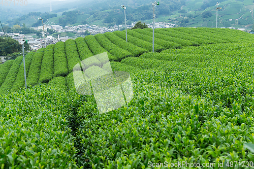 Image of Tea farm in Japan