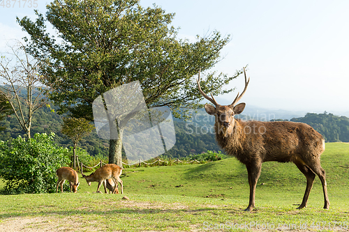 Image of Group of Deer in mountain of Nara in Japan