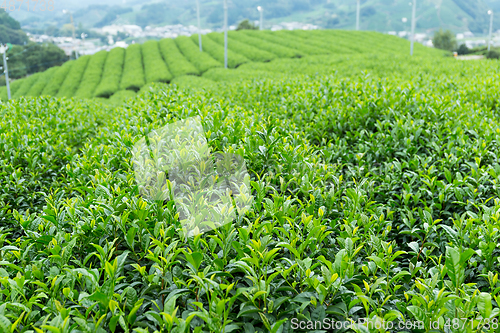 Image of Green Tea farm in Japan