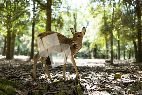 Image of Wildness deer