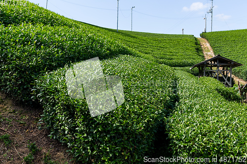 Image of Tea plantation