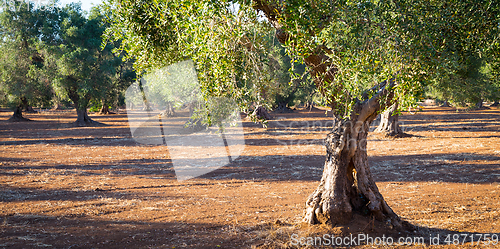 Image of Old olive trees in South Italy