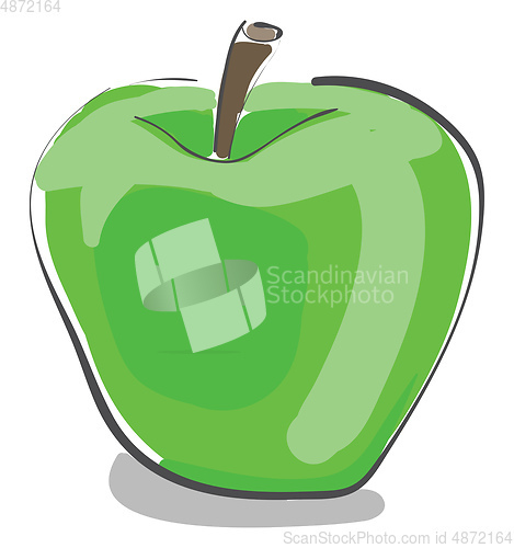 Image of A fresh green apple vector or color illustration