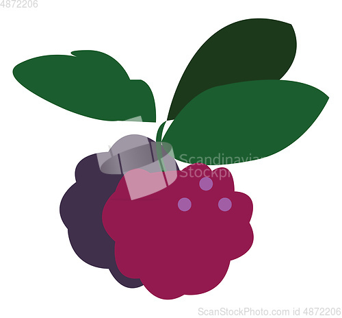 Image of Two berries vector or color illustration