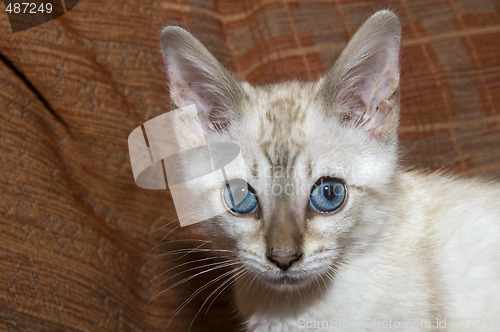 Image of Bengal Kitten