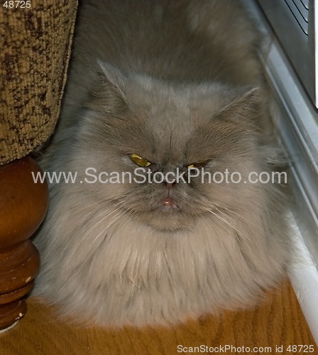 Image of cat persian 03