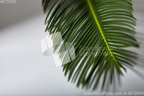 Image of green moist palm tree leaf
