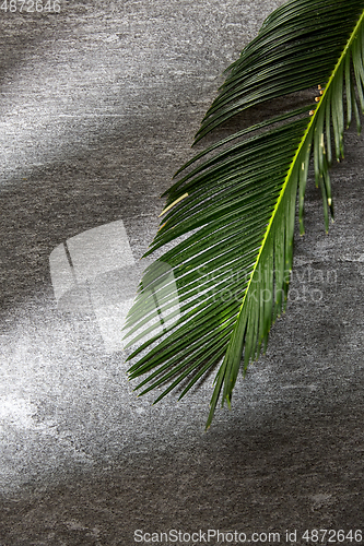 Image of green moist palm tree leaf