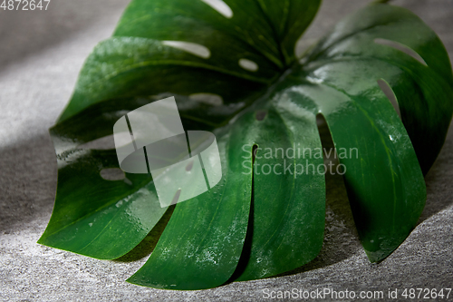 Image of green moist palm tree leaf