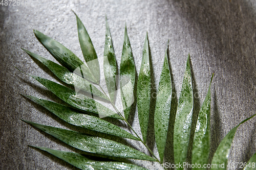 Image of green moist palm tree leaf